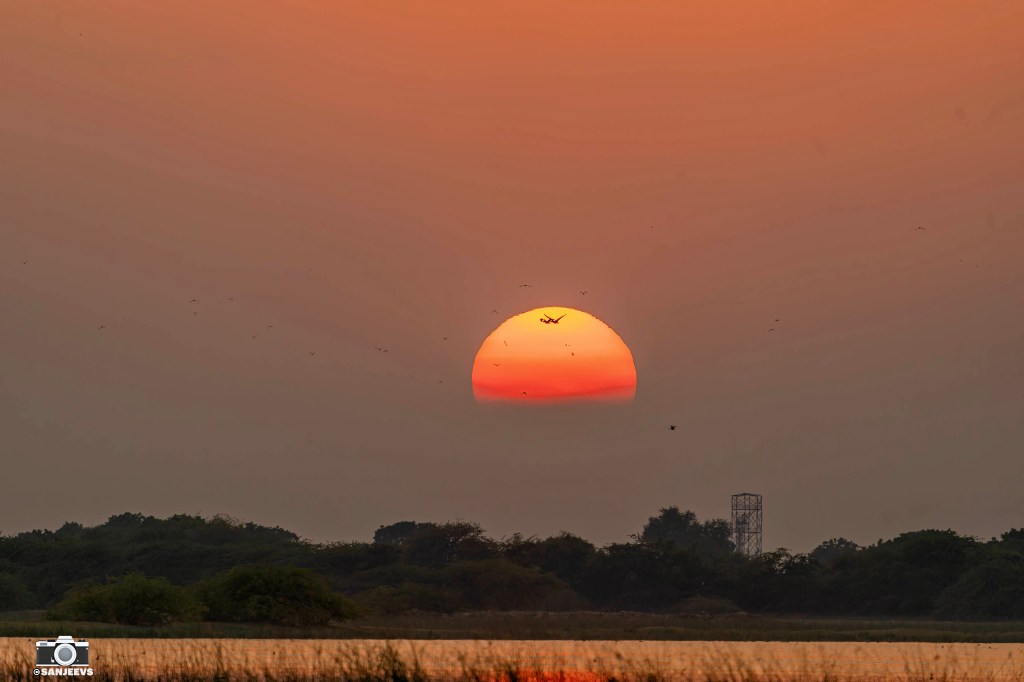 Lucky to experience the rare wildlife of Indian&nbsp;jungles…