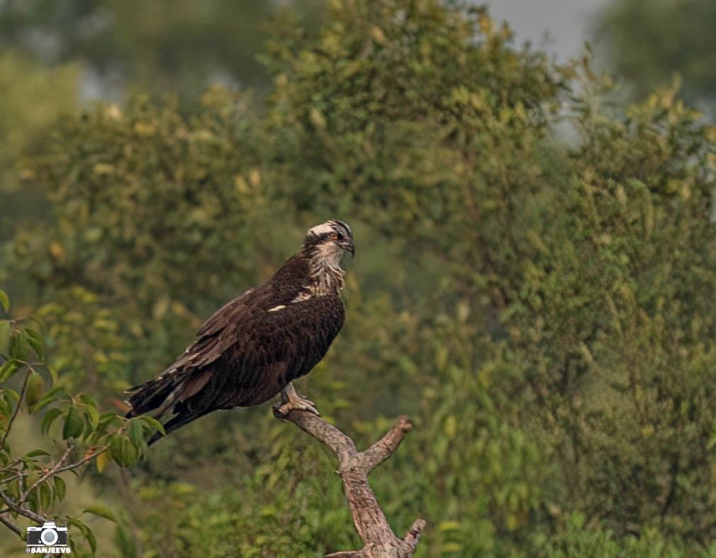Sunderbans…the mystic islands